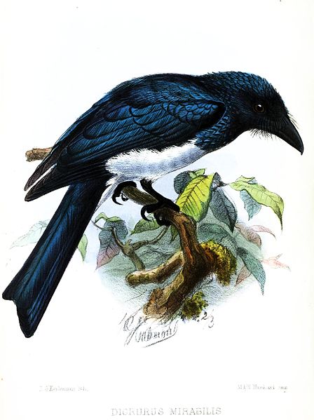 Dicrurus balicassius