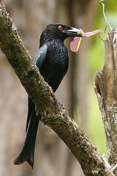 Dicrurus bracteatus