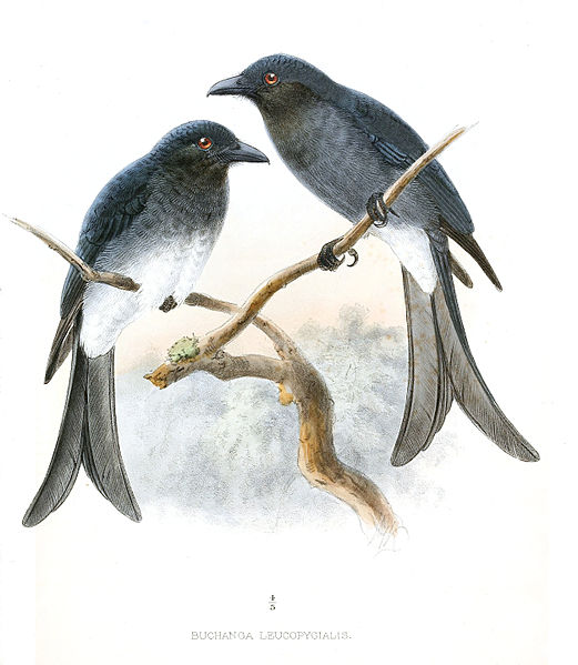 Dicrurus caerulescens
