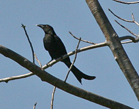 Dicrurus densus