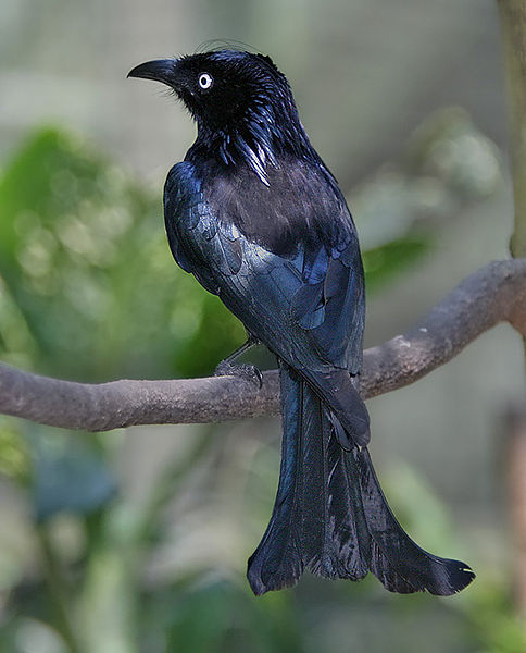 Dicrurus hottentottus