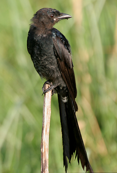 Dicrurus macrocercus