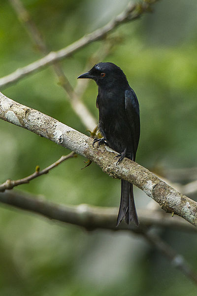 Dicrurus modestus
