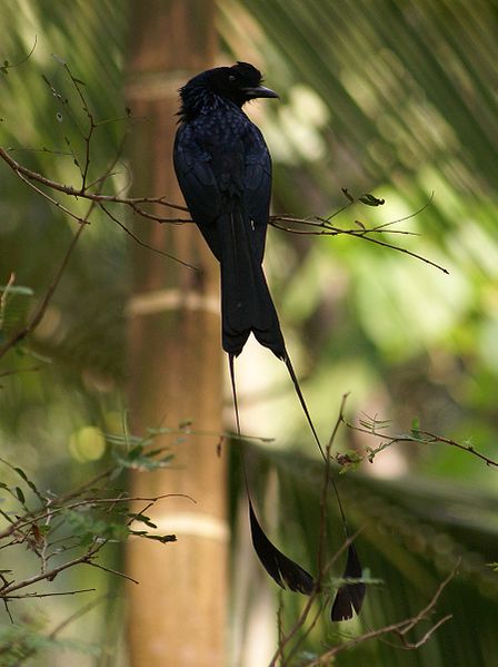 Dicrurus paradiseus