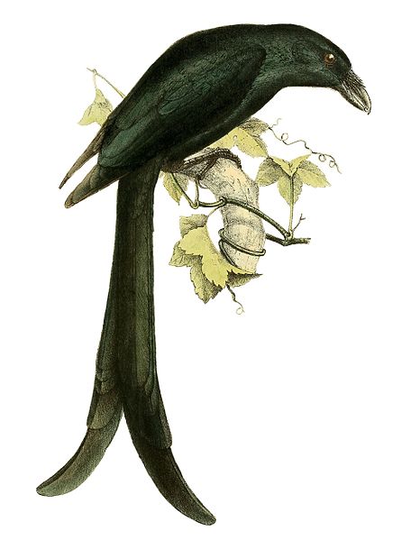 Dicrurus waldenii