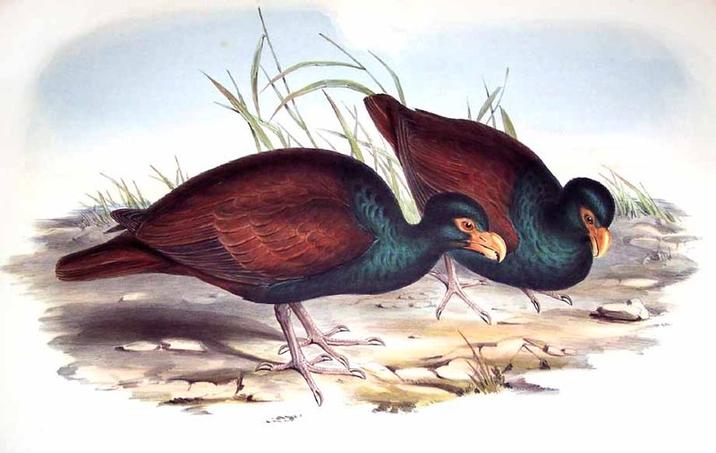 Didunculus strigirostris