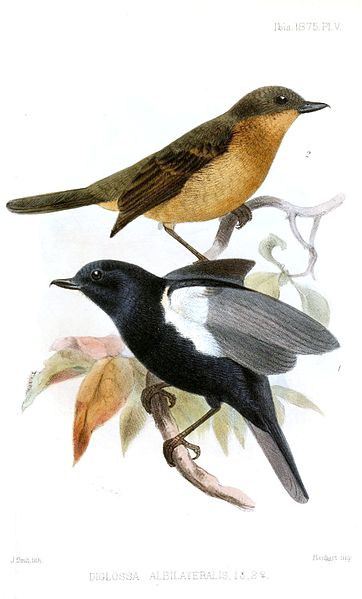 Diglossa albilatera