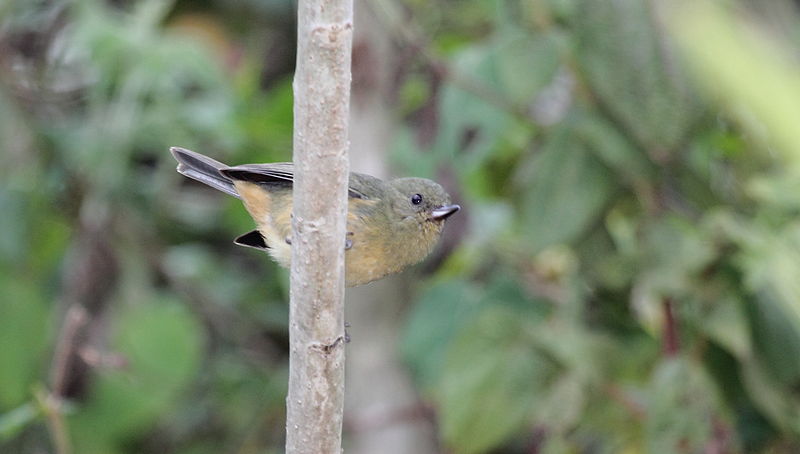 Diglossa baritula