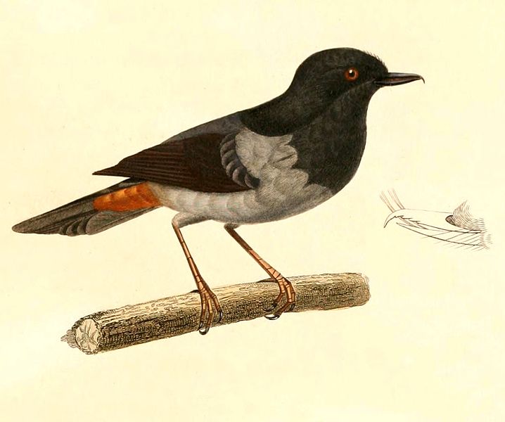 Diglossa carbonaria