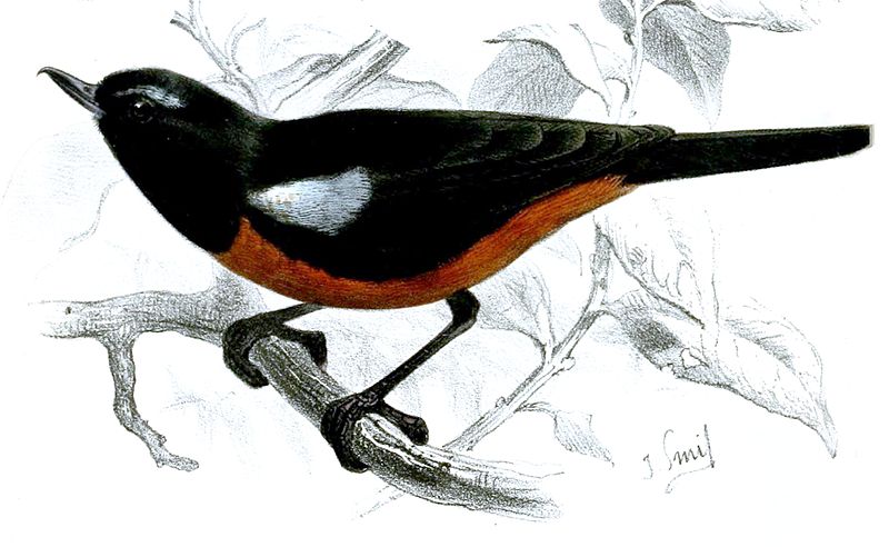 Diglossa gloriosa
