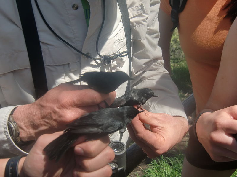 Diglossa humeralis