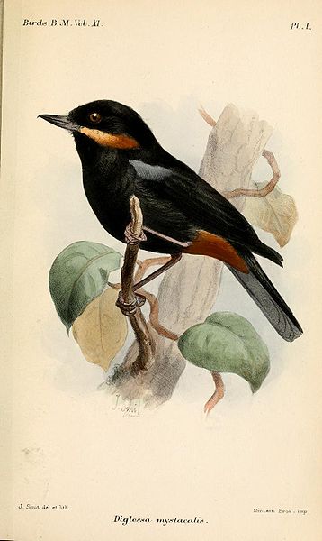Diglossa mystacalis