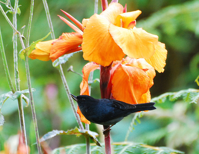 Diglossa plumbea