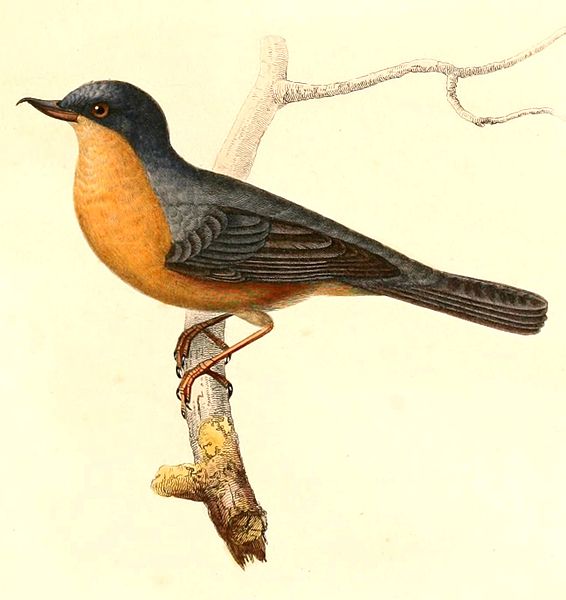 Diglossa sittoides