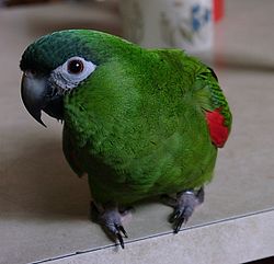 Diopsittaca nobilis