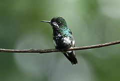 Discosura conversii