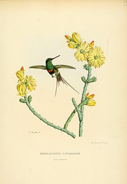 Discosura langsdorffi
