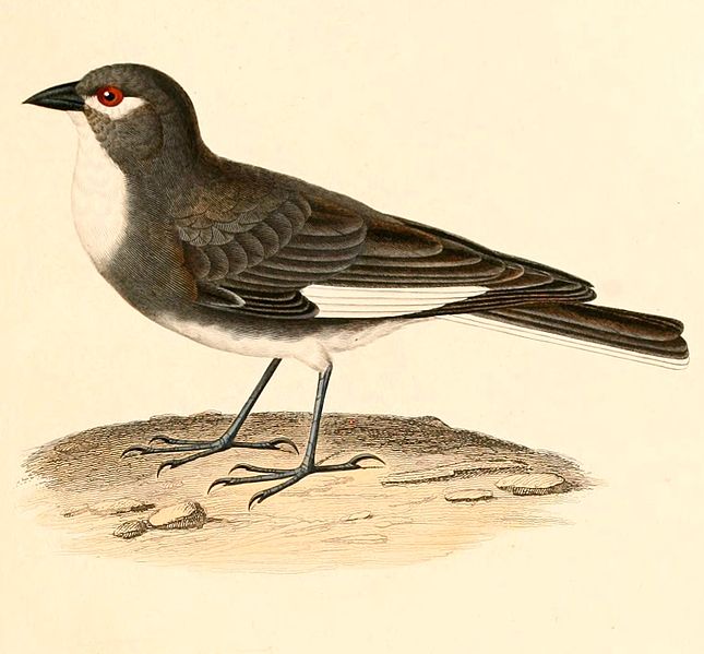 Diuca speculifera