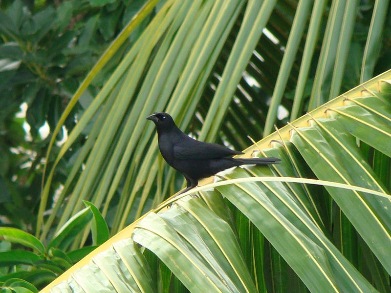 Dives atroviolaceus