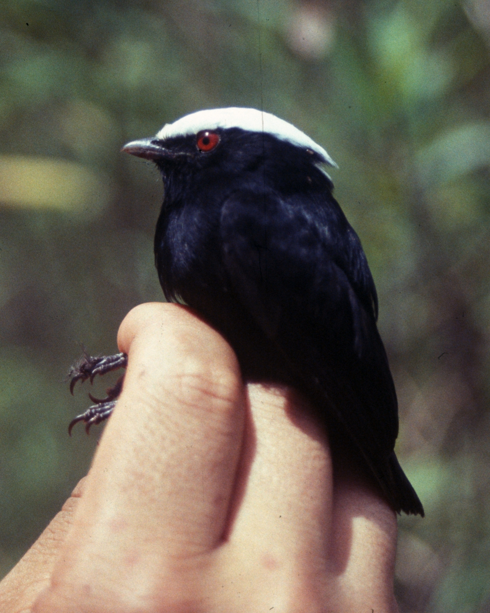 Dixiphia pipra