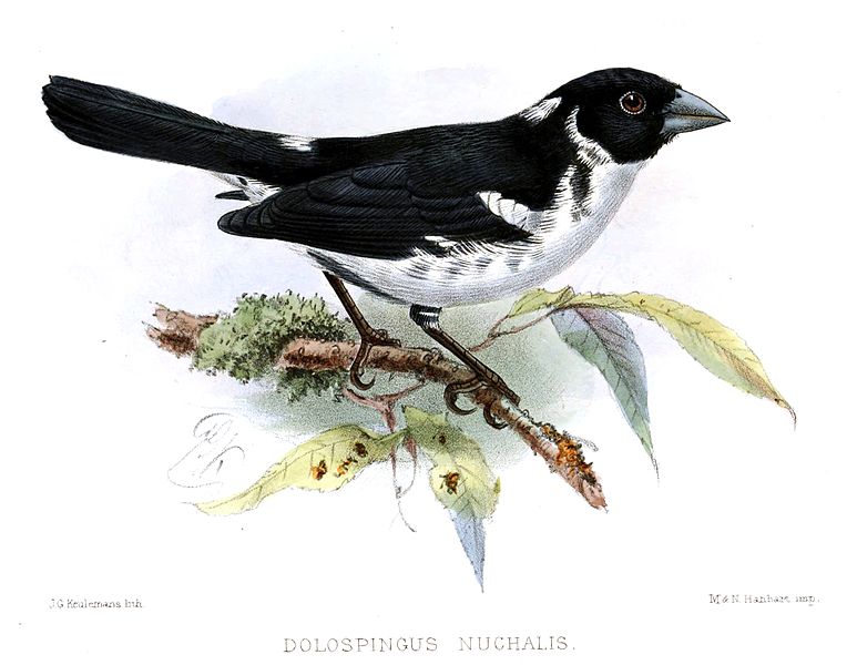 Dolospingus fringilloides