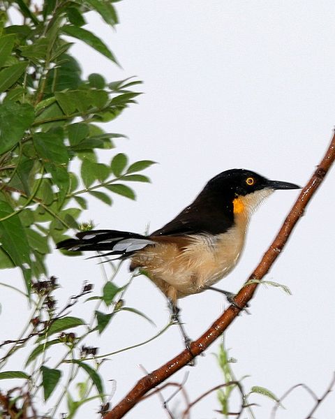 Donacobius atricapilla