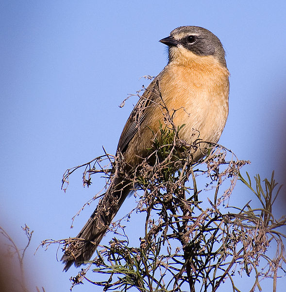 Donacospiza albifrons