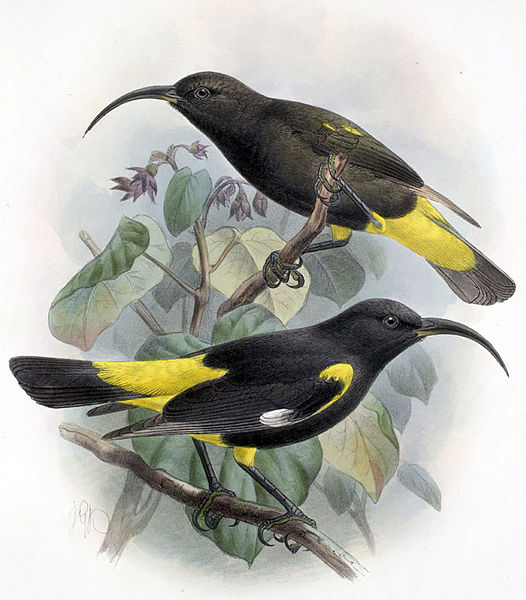 Drepanis pacifica