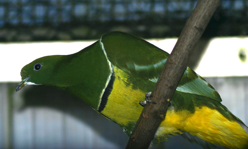Drepanoptila holosericea