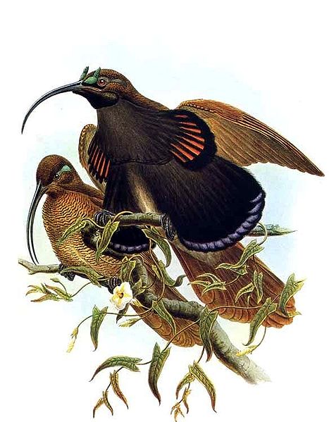 Drepanornis albertisi