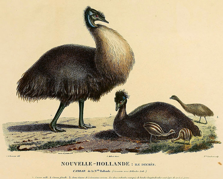 Dromaius baudinianus