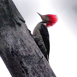 Dryocopus galeatus