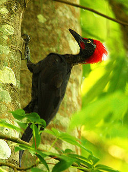 Dryocopus hodgei