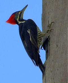 Dryocopus lineatus