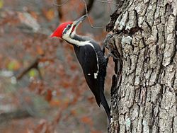 Dryocopus pileatus