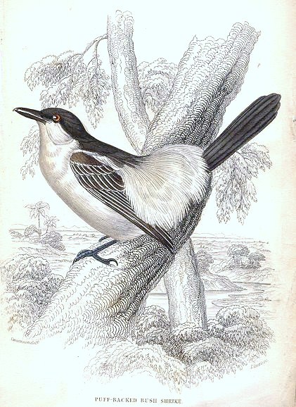 Dryoscopus gambensis