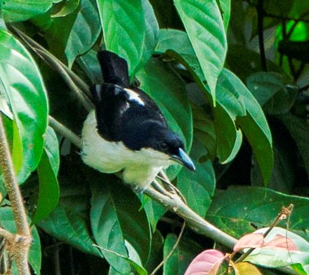 Dryoscopus sabini