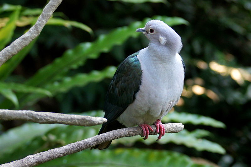 Ducula aenea
