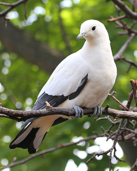 Ducula bicolor