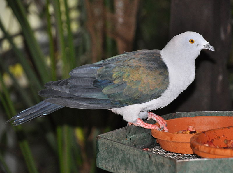 Ducula concinna