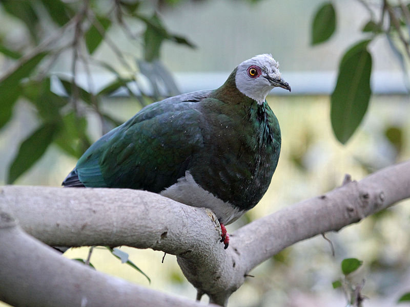 Ducula forsteni