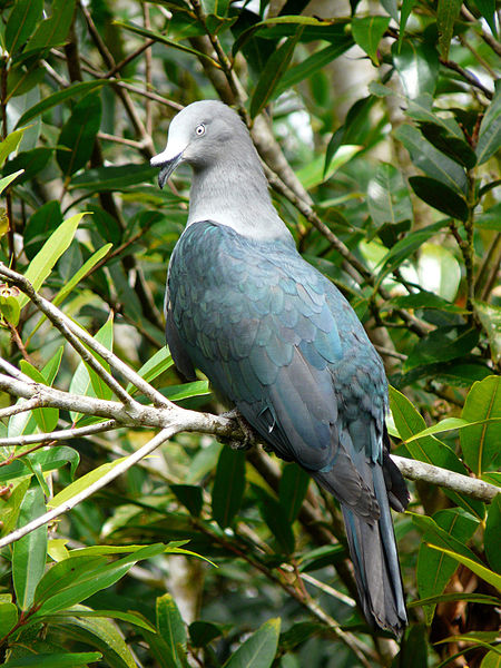 Ducula galeata
