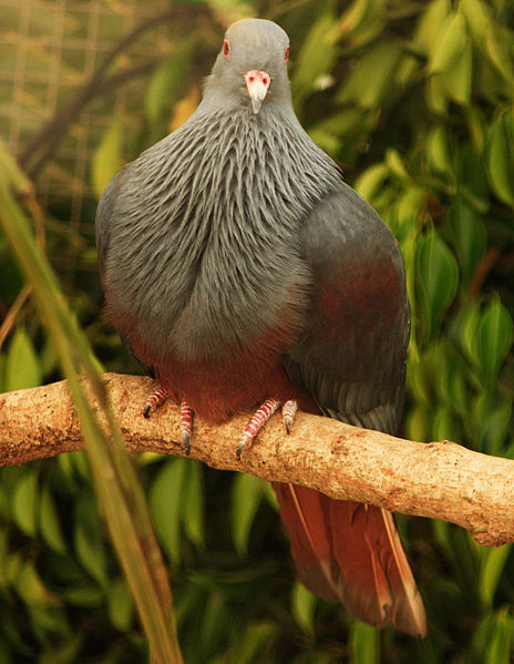 Ducula goliath