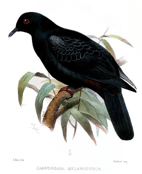 Ducula melanochroa