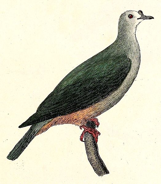 Ducula oceanica