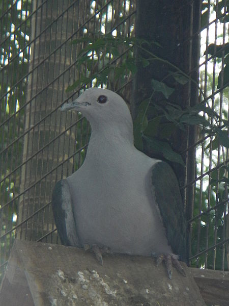 Ducula pickeringii