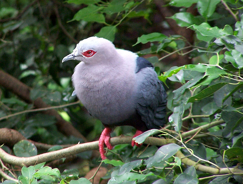 Ducula pinon