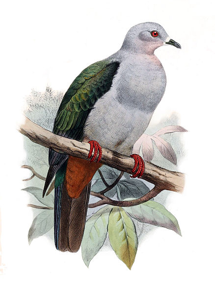 Ducula pistrinaria