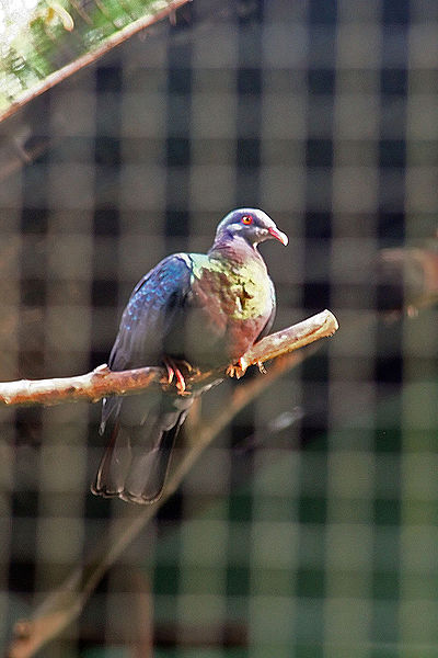 Ducula poliocephala