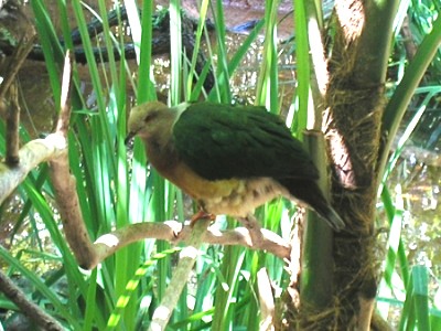 Ducula rufigaster